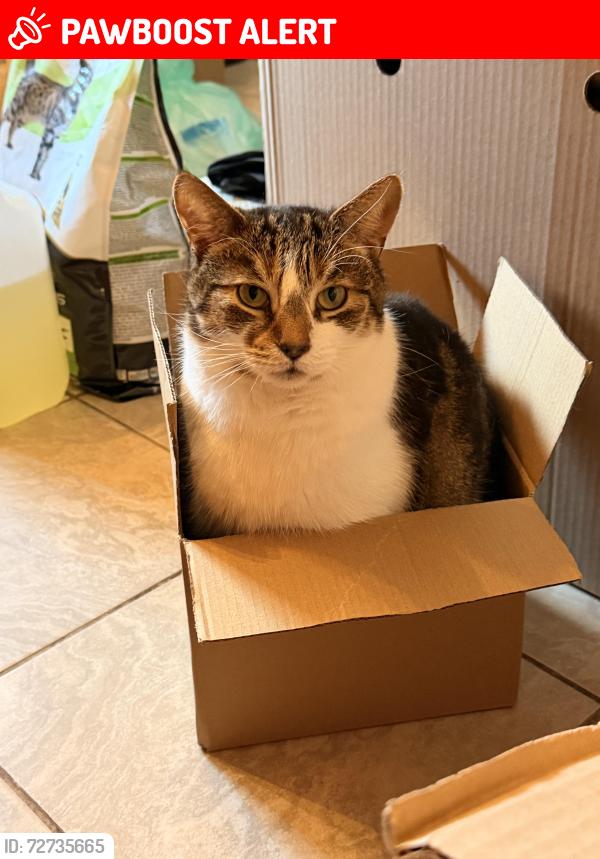 Lost Male Cat last seen Safestore Bermondsey, Old Jamaica Road, Greater London, England SE16 4RJ