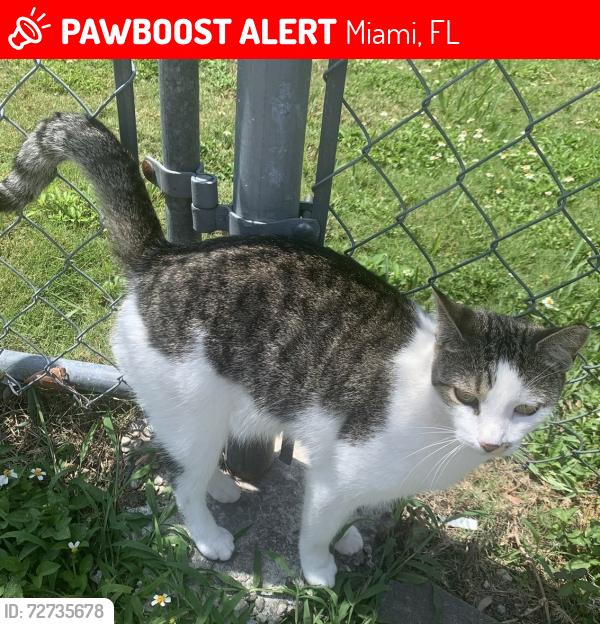Lost Female Cat last seen By SW 42 st and 96 ave, Miami, FL 33165