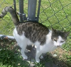 Lost Female Cat last seen By SW 42 st and 96 ave, Miami, FL 33165