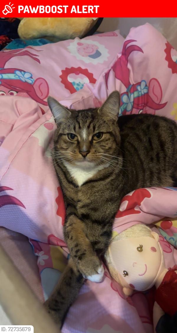 Lost Male Cat last seen Chelmunds cross, West Midlands, England B37 7TE