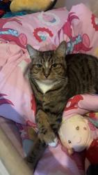 Lost Male Cat last seen Chelmunds cross, West Midlands, England B37 7TE
