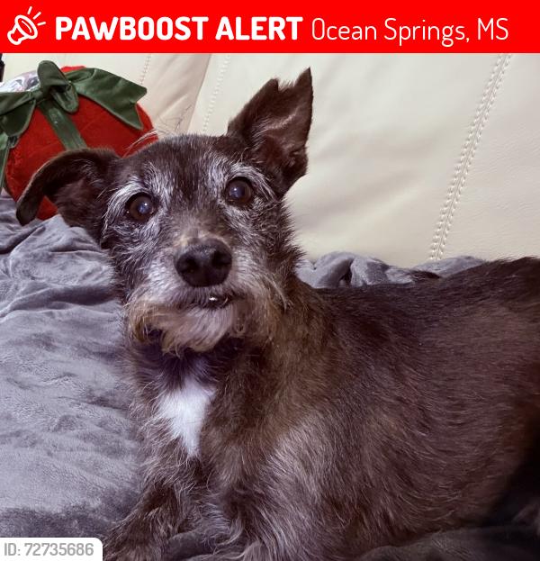 Lost Male Dog last seen Beach St, Ocean Springs, MS, Ocean Springs, MS 39564