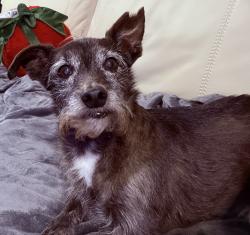 Lost Male Dog last seen Beach St, Ocean Springs, MS, Ocean Springs, MS 39564