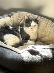 Lost Female Cat last seen Near nightshade dr , Gardendale, TX 79758