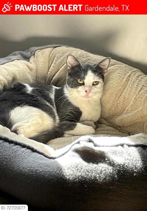 Lost Female Cat last seen Near nightshade dr , Gardendale, TX 79758