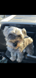 Lost Female Dog last seen Roberta and Major Dr, Northlake, IL 60164