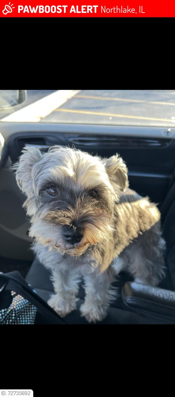 Lost Female Dog last seen Roberta and Major Dr, Northlake, IL 60164