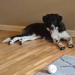 Lost Female Dog last seen Feise & Bryan, O'Fallon, MO 63368