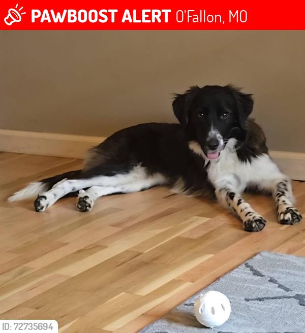 Lost Female Dog last seen Feise & Bryan, O'Fallon, MO 63368