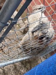 Lost Male Dog last seen Gaylord Drive, Dallas, TX 75217