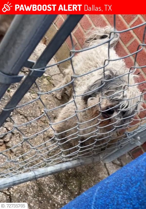 Lost Male Dog last seen Gaylord Drive, Dallas, TX 75217