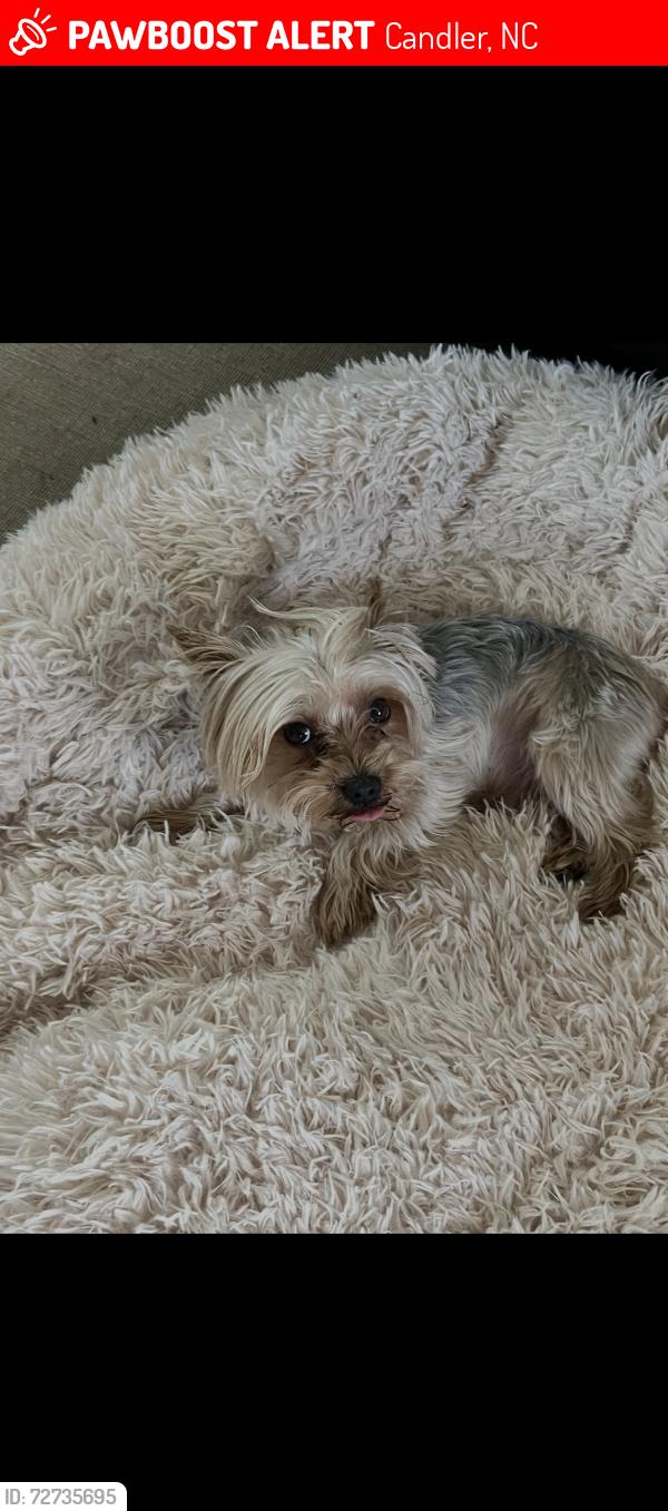 Lost Male Dog last seen Near old us highway 19 - 20, Candler, NC 28715