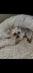 Lost Male Dog last seen Near old us highway 19 - 20, Candler, NC 28715