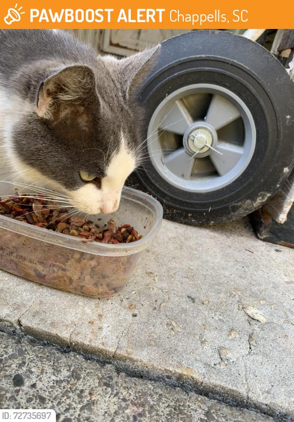 Found/Stray Male Cat last seen Near Workmankelly Rd, Chappells, SC 29037