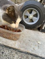 Found/Stray Male Cat last seen Near Workmankelly Rd, Chappells, SC 29037