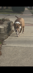 Found/Stray Male Dog last seen Spotted by Longfellow and E Hudson as well, Royal Oak, MI 48067
