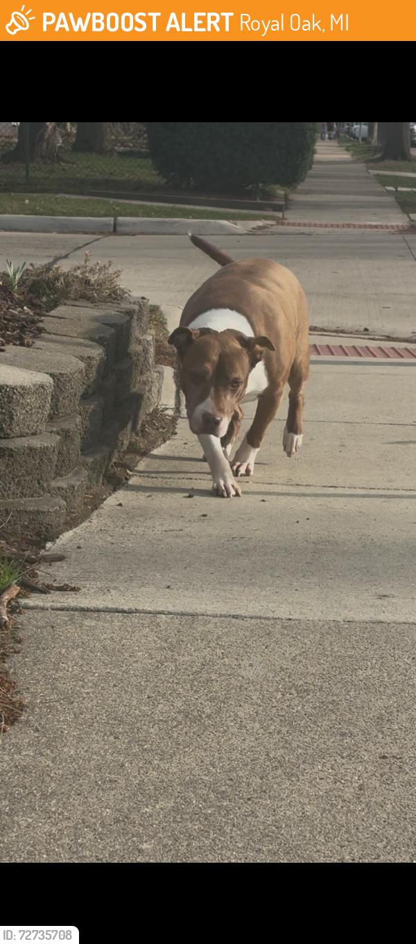Found/Stray Male Dog last seen Spotted by Longfellow and E Hudson as well, Royal Oak, MI 48067