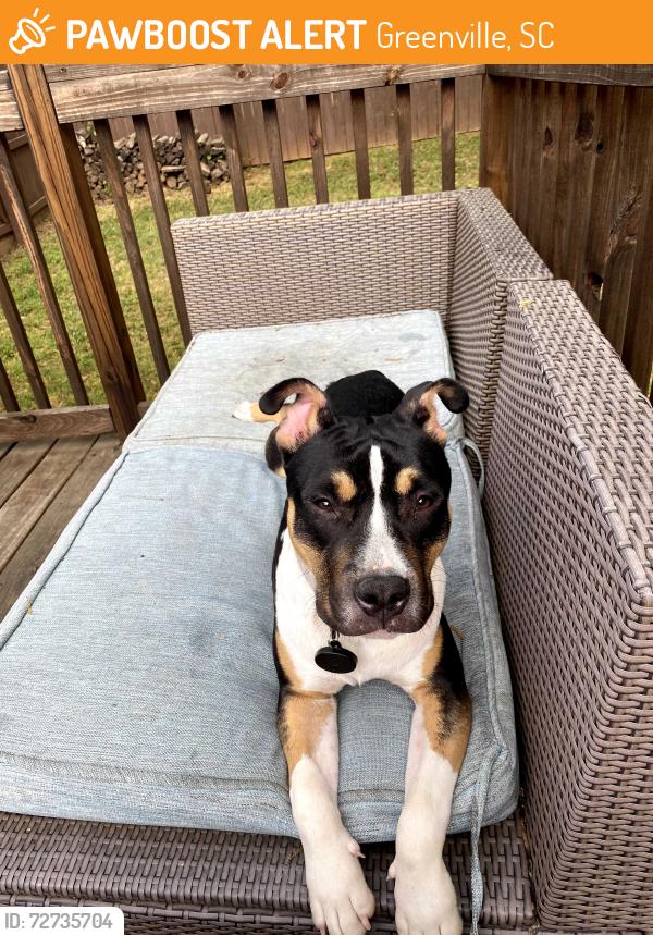 Found/Stray Unknown Dog last seen Mountain Goat Coffee Shop, Greenville, SC 29609