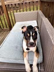 Found/Stray Unknown Dog last seen Mountain Goat Coffee Shop, Greenville, SC 29609