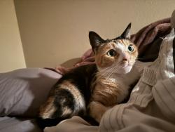 Lost Female Cat last seen Pheasant , Buena Park, CA 90620