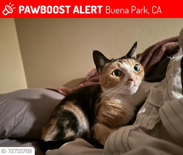 Lost Female Cat last seen Pheasant , Buena Park, CA 90620