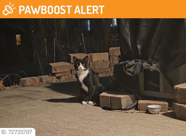 Found/Stray Unknown Cat last seen McKnight and 14th Ave E, North Saint Paul, MN 55109