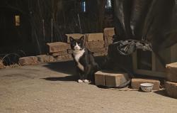 Found/Stray Unknown Cat last seen McKnight and 14th Ave E, North Saint Paul, MN 55109