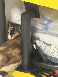 Found/Stray Unknown Cat last seen By the lodge , Lakewood Ranch, FL 34202