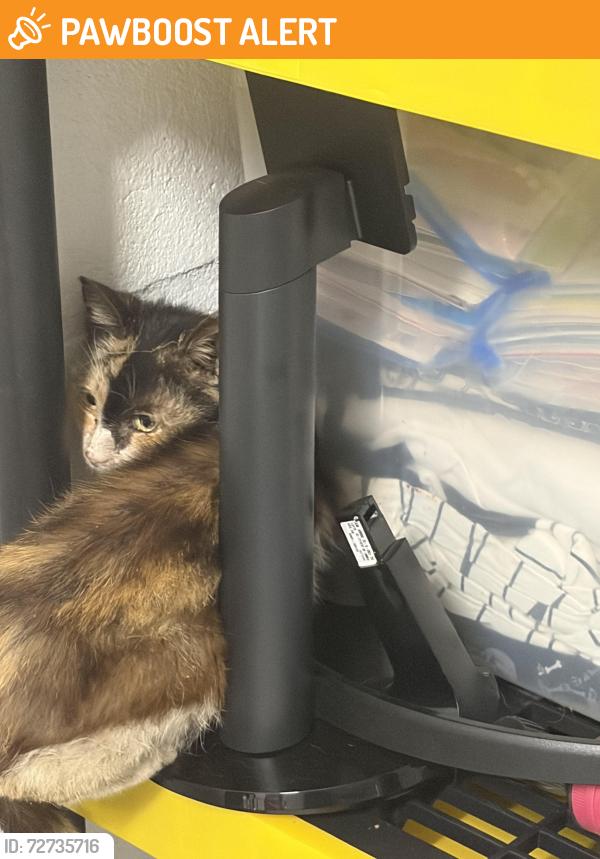 Found/Stray Unknown Cat last seen By the lodge , Lakewood Ranch, FL 34202