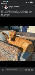 Lost Female Dog last seen Near n tabor , Oklahoma City, OK 73107