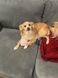 Lost Male Dog last seen Central/Frances, Chino, CA 91710
