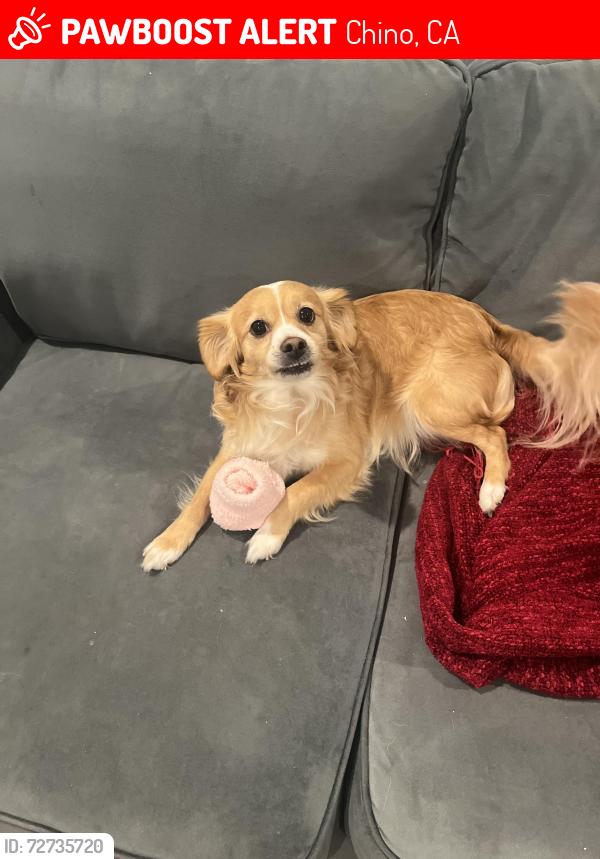 Lost Male Dog last seen Central/Frances, Chino, CA 91710