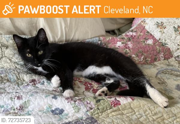 Found/Stray Female Cat last seen Across from Cool Springs elementary school ball field, Cleveland, NC 27013