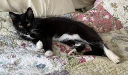 Found/Stray Female Cat last seen Across from Cool Springs elementary school ball field, Cleveland, NC 27013