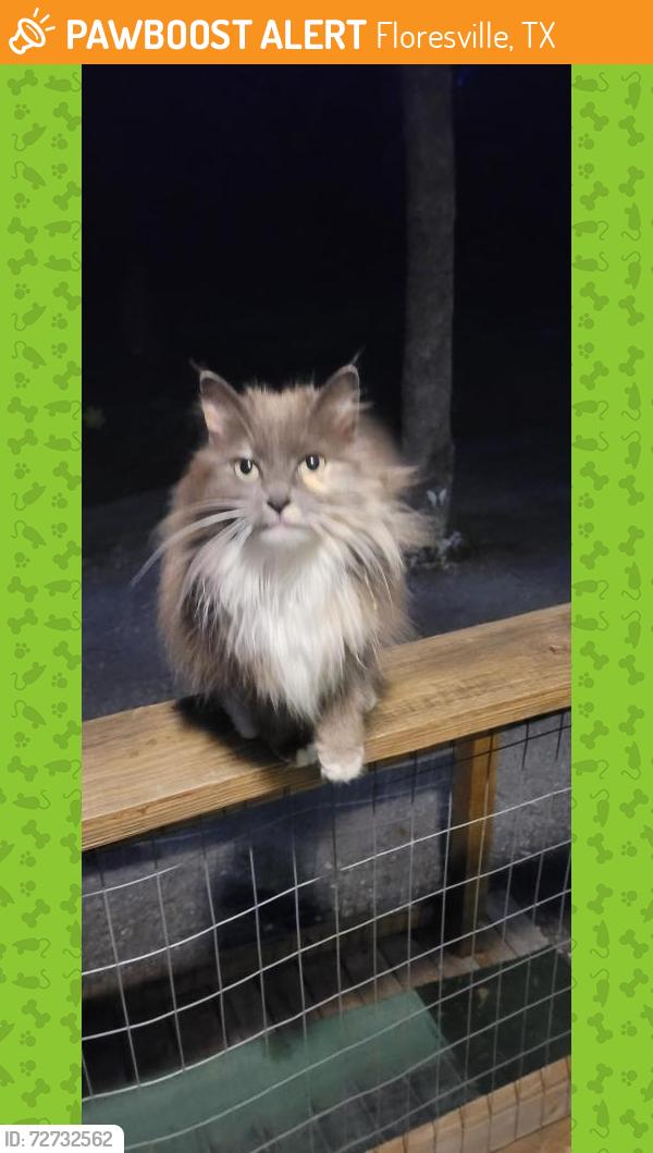 Found/Stray Unknown Cat last seen Santa Gertudis road, Floresville, TX 78114