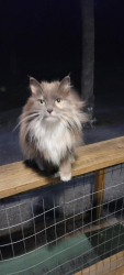 Found/Stray Unknown Cat last seen Santa Gertudis road, Floresville, TX 78114
