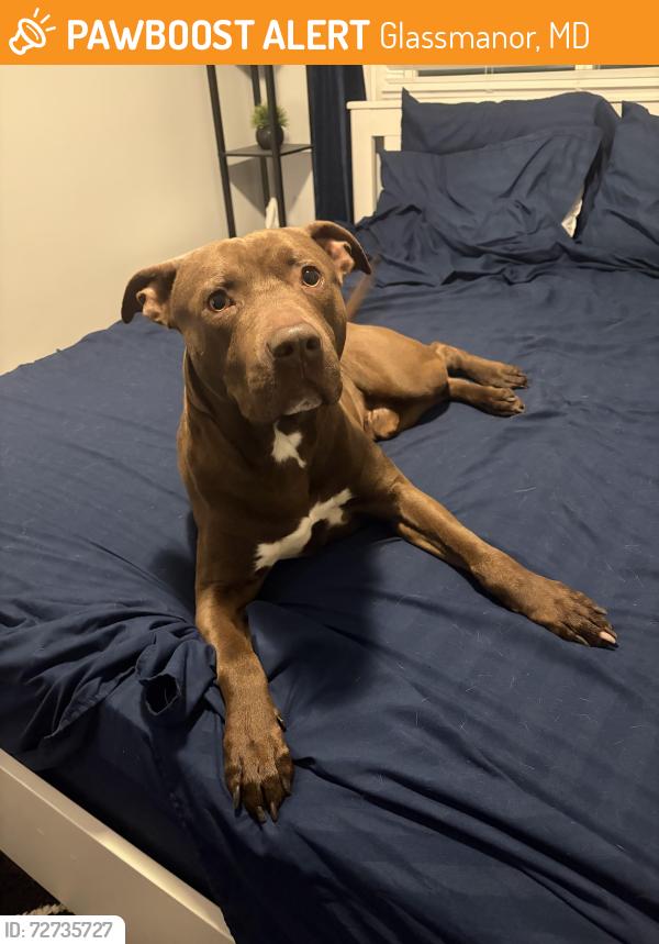 Found/Stray Male Dog last seen Neptune ave, Glassmanor, MD 20745