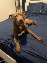 Found/Stray Male Dog last seen Neptune ave, Glassmanor, MD 20745