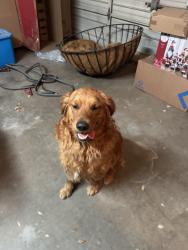 Found/Stray Male Dog last seen Golf course road church of christ, Midland, TX 79707
