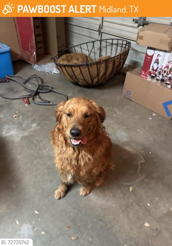 Found/Stray Male Dog last seen Golf course road church of christ, Midland, TX 79707