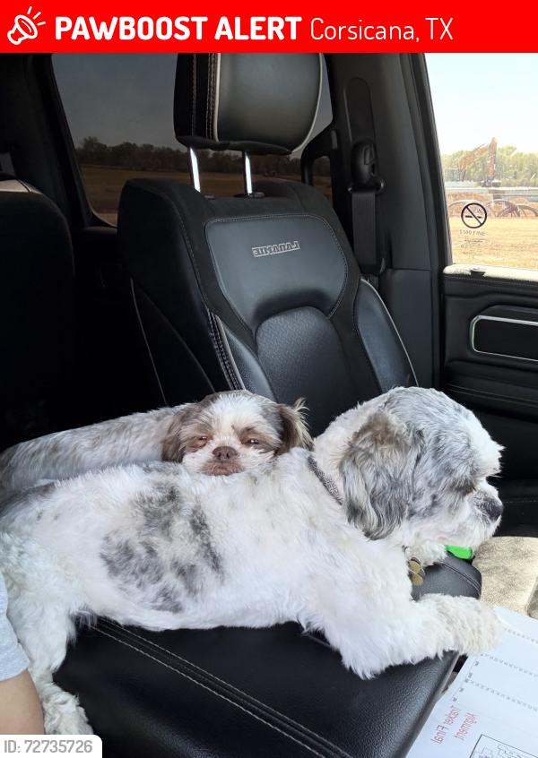 Lost Female Dog last seen Payne st & Liberty Dr, Corsicana, TX 75110
