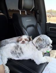 Lost Female Dog last seen Payne st & Liberty Dr, Corsicana, TX 75110