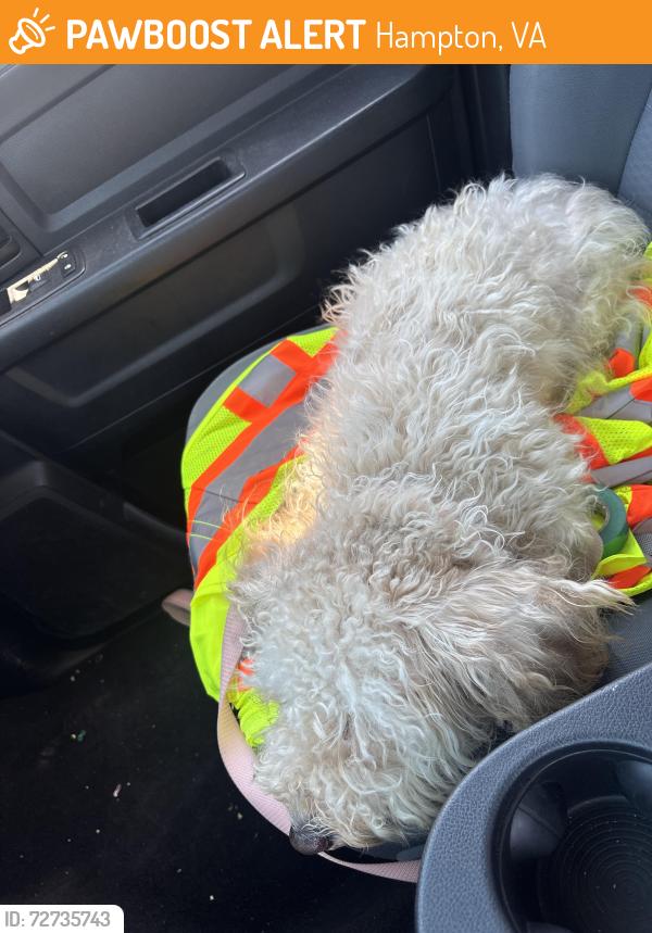Found/Stray Female Dog last seen Newtown Plaza, Hampton, VA 23661