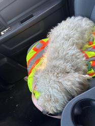 Found/Stray Female Dog last seen Newtown Plaza, Hampton, VA 23661