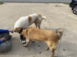 Found/Stray Male Dog last seen Indian and 78th st, Tulsa, OK 74132