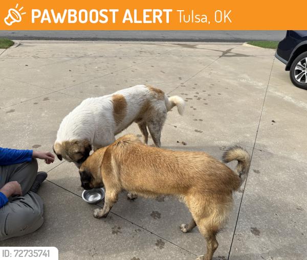 Found/Stray Male Dog last seen Indian and 78th st, Tulsa, OK 74132