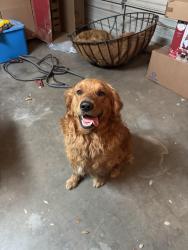 Found/Stray Male Dog last seen Golf course road church of christ, Midland, TX 79707