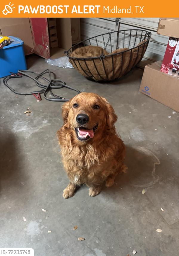 Found/Stray Male Dog last seen Golf course road church of christ, Midland, TX 79707