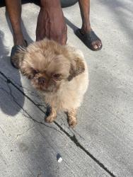 Found/Stray Female Dog last seen Lou St. and Ravine View Ct, Columbus, OH 43231