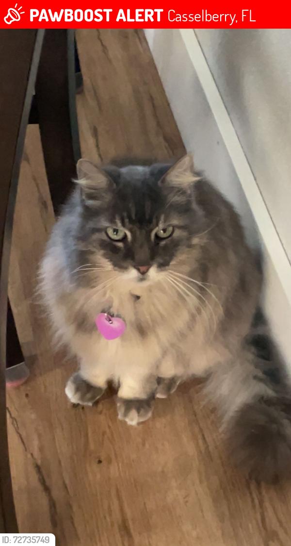 Lost Female Cat last seen Behind Winn Dixie - 17-92 Fern Park across from Walgreens, Casselberry, FL 32730
